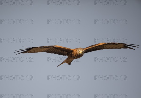 Red kite (Milvus milvus), Extremadura, Castilla La Mancha, Spain