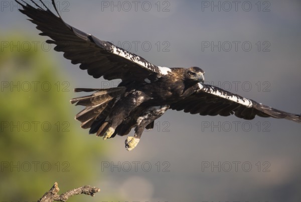 Iberian Eagle (Aquila adalberti), Spanish imperial eagle, Extremadura, Castilla La Mancha, Spain