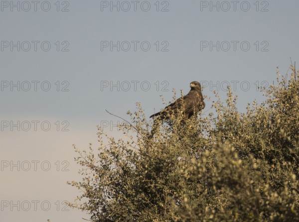 Common buzzard (Buteo buteo), Extremadura, Castilla La Mancha, Spain