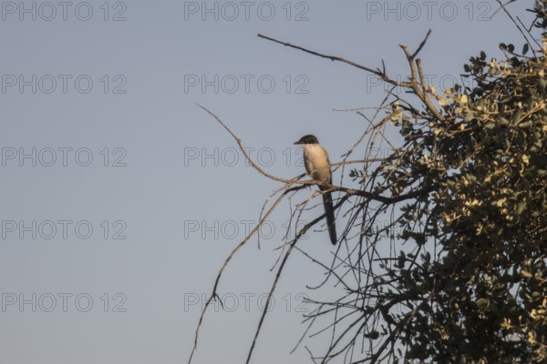 Blue magpie (Cyanopica cooki), Extremadura, Castilla La Mancha, Spain