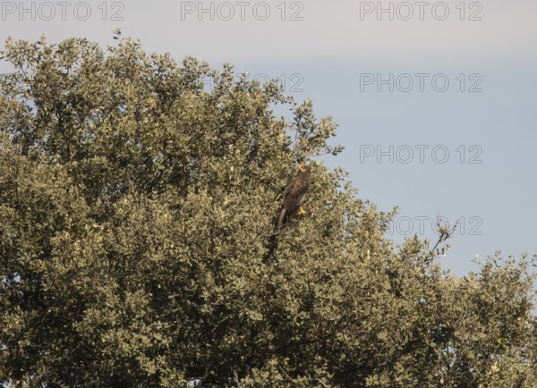 Marsh harrier (Circus aeruginosus), Extremadura, Castilla La Mancha, Spain