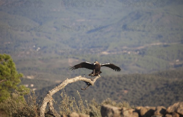 Iberian Eagle (Aquila adalberti), Spanish imperial eagle, Extremadura, Castilla La Mancha, Spain