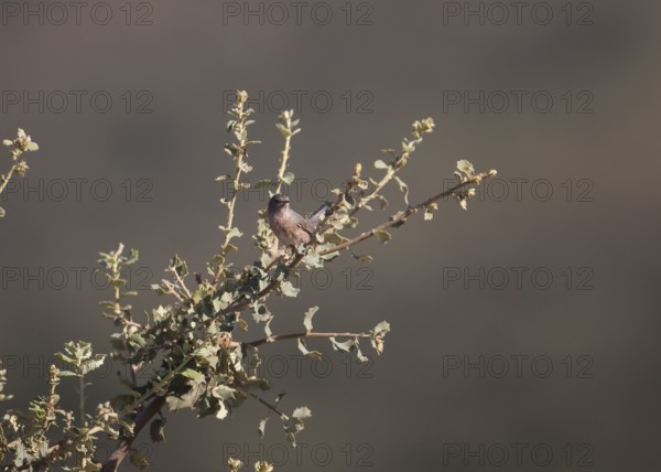 Provence warbler (Curruca undata), Extremadura, Castilla La Mancha, Spain