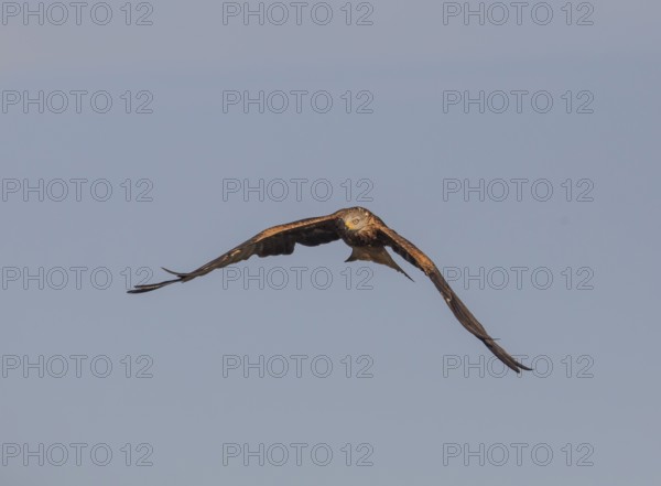 Red kite (Milvus milvus), Extremadura, Castilla La Mancha, Spain