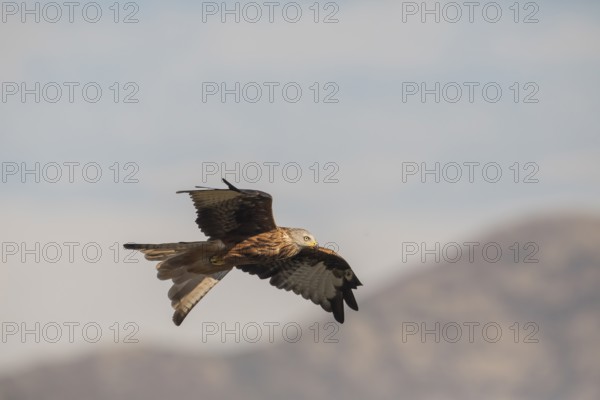 Red kite (Milvus milvus), Extremadura, Castilla La Mancha, Spain