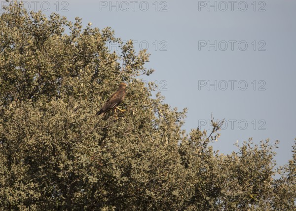 Marsh harrier (Circus aeruginosus), Extremadura, Castilla La Mancha, Spain