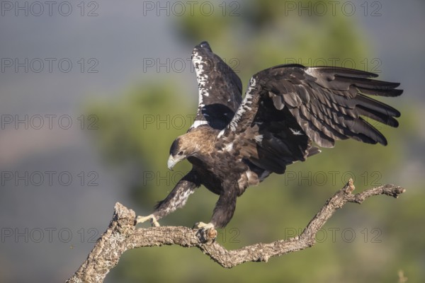 Iberian Eagle (Aquila adalberti), Spanish imperial eagle, Extremadura, Castilla La Mancha, Spain