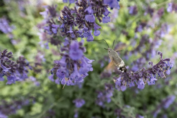 Pigeon tail (Macroglossum stellatarum), Bavaria, Germany