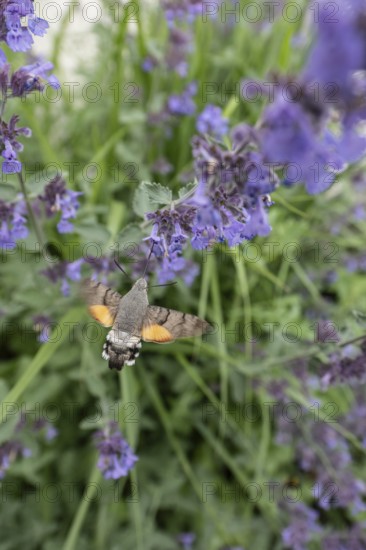 Pigeon tail (Macroglossum stellatarum), Bavaria, Germany