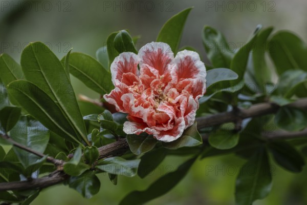 Ornamental pomegranate (Punica granatum), Veneto, Italy