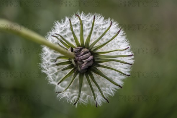 Dandelion (Taraxacum officinale), seed head, Veneto, Italy