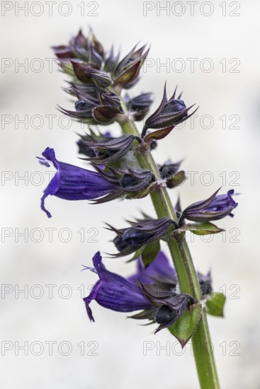 Pyrenean Dragon's Mouth (Horminum pyrenaicum), Veneto, Italy