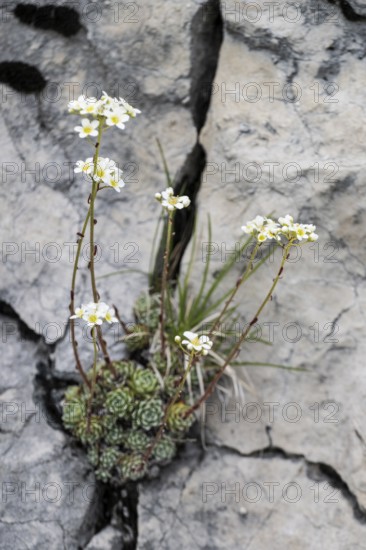Grape saxifrage (Saxifraga paniculata), Veneto, Italy