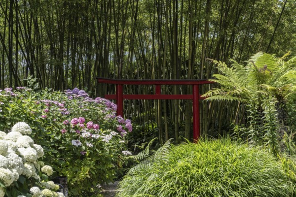 Hydrangea and bamboo (Phyllostachys), Andre Heller Garden, Gardone, Italy