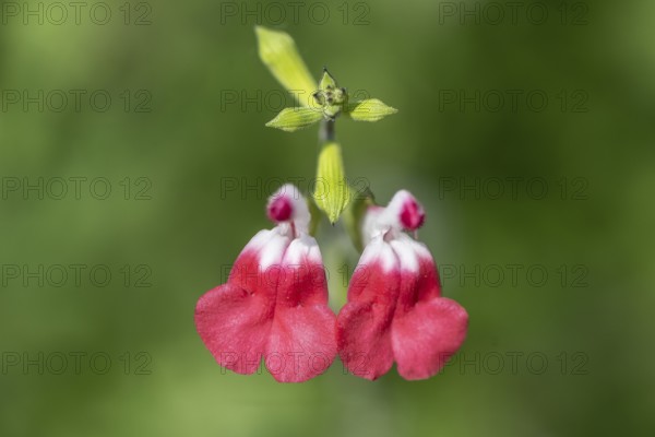 Blackcurrant sage (Salvia microphylla), Lombardy, Italy