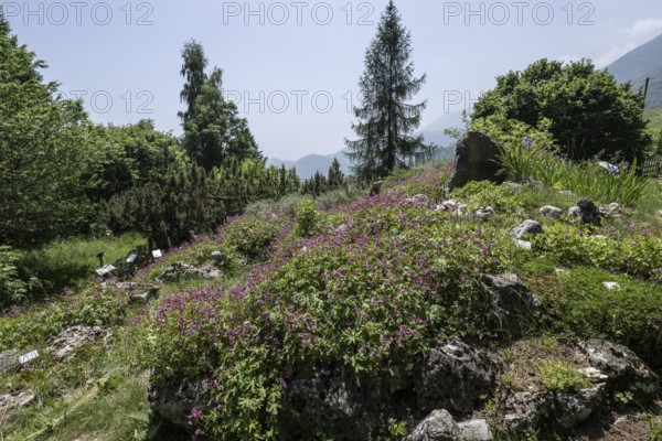 Alpinum with cranesbill (Geranium macrorhizum) in the Orto botanico, Ferrara di Monte Baldo, Italy