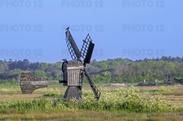Little wooden meadow mill, small windmill used for drainage of fields and pastures in nature reserve Waal en Burg on the island Texel, Netherlands