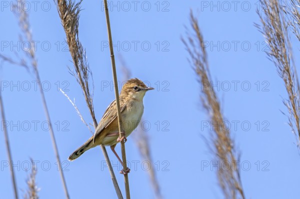 Zitting cisticola, streaked fantail warbler (Cisticola juncidis cisticola) perched in reed bed, reedbed in late spring, early summer