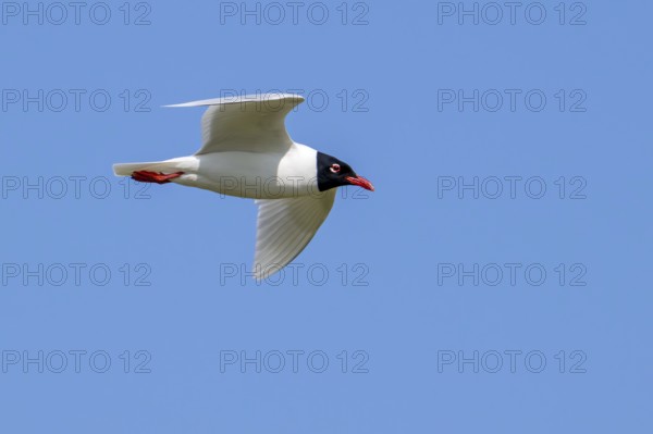 Mediterranean gull (Ichthyaetus melanocephalus, Larus melanocephalus) in breeding plumage flying against blue sky in spring