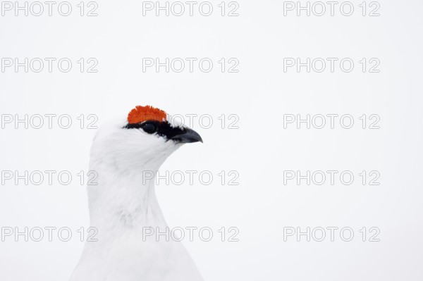 Rock ptarmigan (Lagopus muta hyperborea) male with red eyebrows showing white winter camouflage colour on snow covered tundra in spring on Svalbard