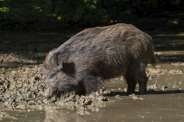 Wild boar (Sus scrofa) with muddy snout foraging in wallow, mud puddle in forest