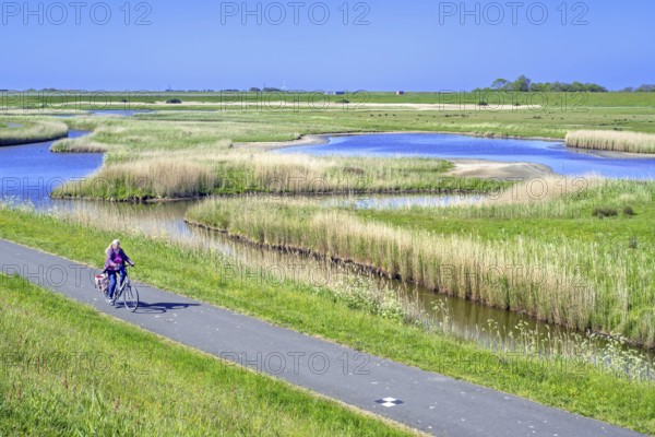 Cyclist and pond in brackish polder at nature reserve Zandkes from Natuurmonumenten near Dijkmanshuizen on Texel island, North Holland, Netherlands
