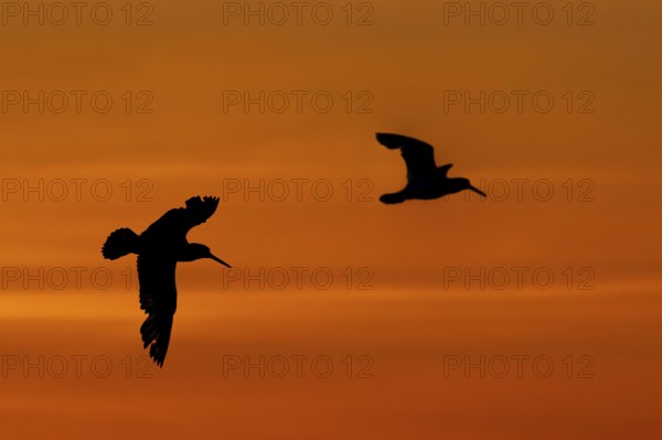Two common pied oystercatchers, Eurasian oystercatcher (Haematopus ostralegus) silhouetted in flight against orange sunset sky