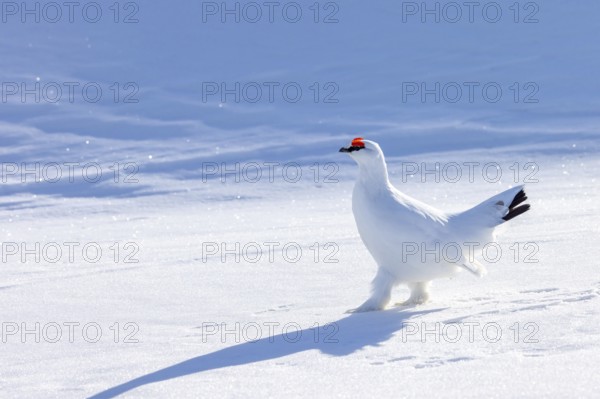 Rock ptarmigan (Lagopus muta hyperborea) male in white winter plumage with red eyebrows on snow covered tundra in spring on Svalbard, Spitsbergen