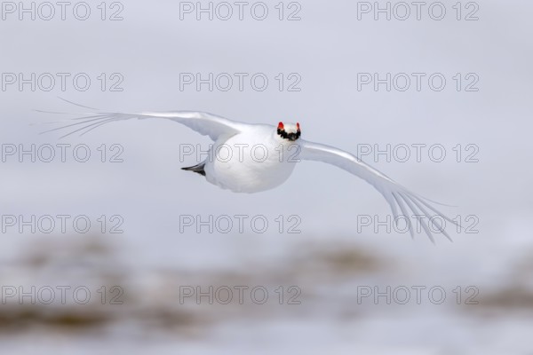 Rock ptarmigan (Lagopus muta, Tetrao mutus) male in white winter plumage with red eyebrows flying over snow covered tundra in spring on Svalbard