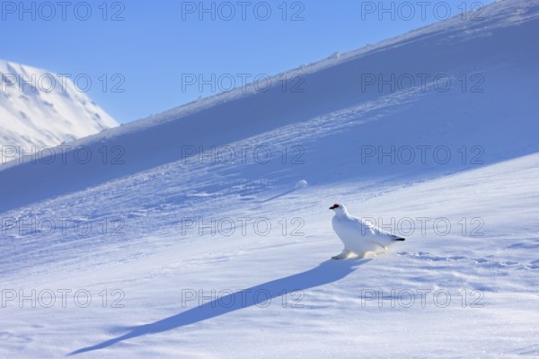 Rock ptarmigan (Lagopus muta) in white winter plumage with red eyebrows in breeding season foraging on snow covered mountain slope in spring, Svalbard