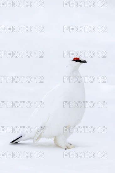 Rock ptarmigan (Lagopus muta hyperborea) male with red eyebrows showing white winter camouflage colour on snow covered tundra in spring on Svalbard