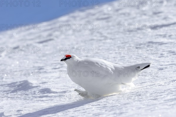 Rock ptarmigan (Lagopus muta) male in white winter plumage walking over snow covered tundra with feathered feet acting as snowshoes in spring