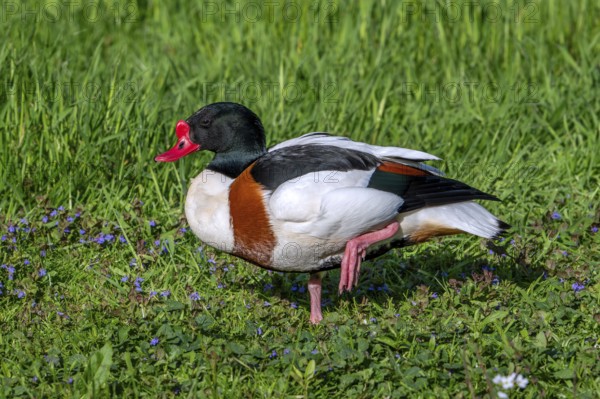 Common shelduck (Tadorna tadorna, Anas tadorna) adult male in breeding plumage resting on one leg in meadow in spring