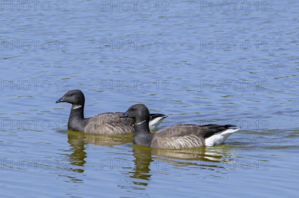Two brant geese, brent geese (Branta bernicla) swimming pond in saltmarsh in spring