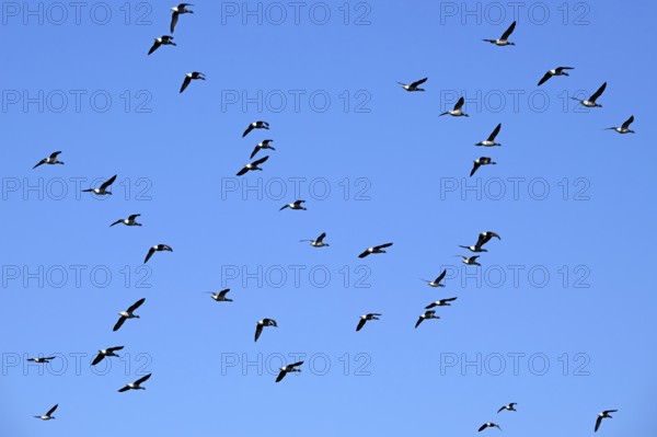 Flock of migrating brant geese, brent goose group (Branta bernicla) flying against blue sky during migration in spring