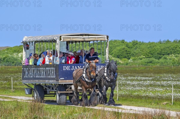 Two Belgian draught horses pulling De Jan Plezier Texel, covered wagon with tourists, on sightseeing tour in De Slufter, North Holland, Netherlands