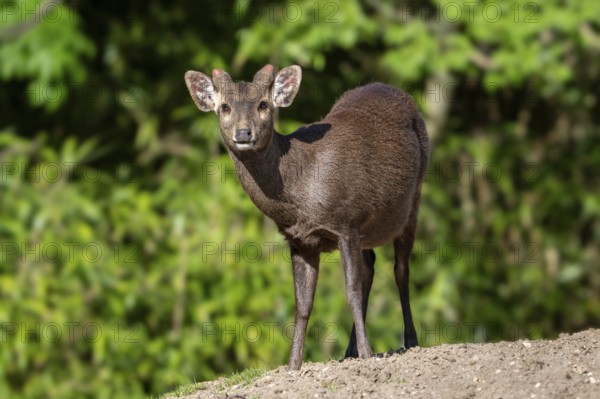 Reeves's muntjac, Chinese muntjac (Muntiacus reevesi) native to south-eastern China and introduced in UK, Ireland, Netherlands, Belgium, and Japan
