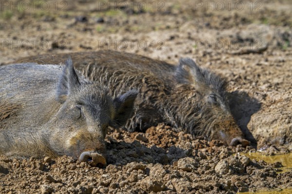 Two wild boars (Sus scrofa) sleeping in wallow, mud puddle