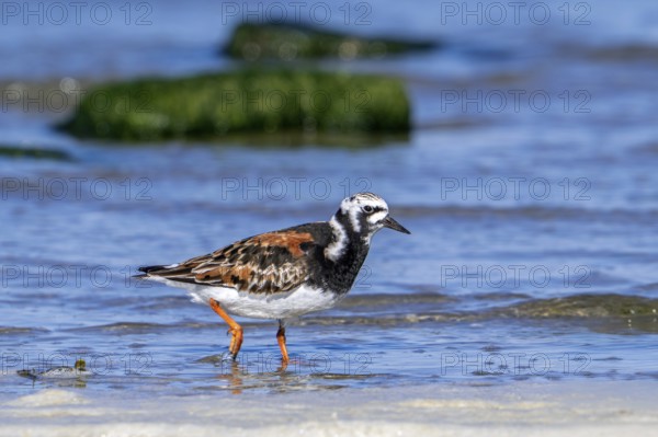 Ruddy turnstone (Arenaria interpres), adult in breeding plumage foraging in shallow water on the beach along the North Sea coast in spring