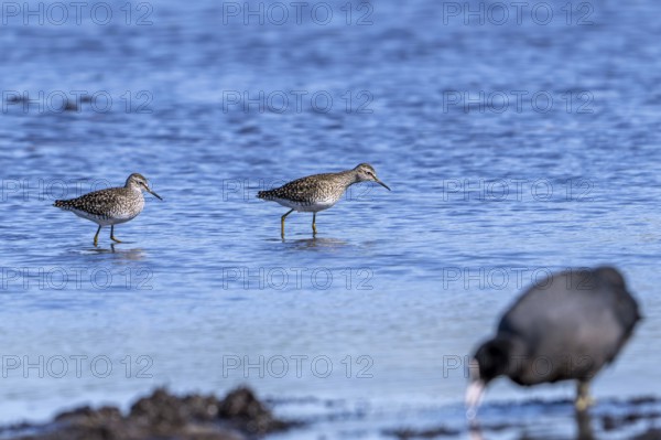Two wood sandpipers (Tringa glareola) in breeding plumage foraging in shallow water of pond in wetland in spring