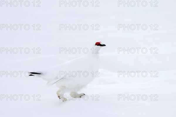 Rock ptarmigan (Lagopus muta hyperborea) male with red eyebrows showing white winter camouflage colour on snow covered tundra in spring on Svalbard