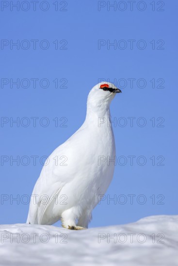 Rock ptarmigan (Lagopus muta hyperborea) male in white winter plumage with red eyebrows on snow covered tundra in spring on Svalbard, Spitsbergen