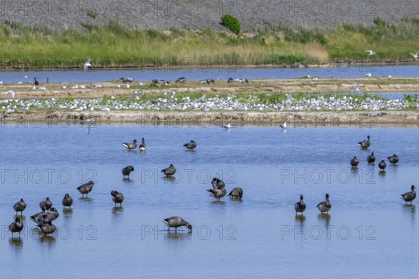 Flock of brant geese, brent goose (Branta bernicla) resting in shallow water of pond at Wagejot in spring on Texel island, North Holland, Netherlands