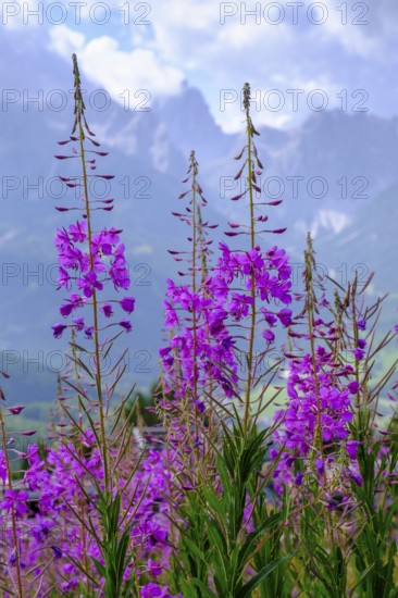 Wood anemone on the Helm, Sesto, Dolomites, Val Pusteria, South Tyrol, Italy