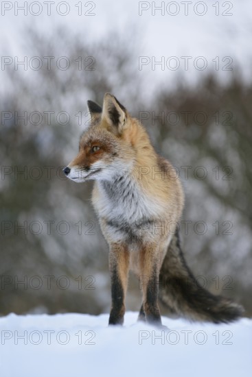 Waiting... Red fox (Vulpes vulpes), fox frontal in the snow, taken from the mouse perspective, impressively beautiful animal, long-haired dense winter fur, native nature, North Holland, Netherlands, Western Europe