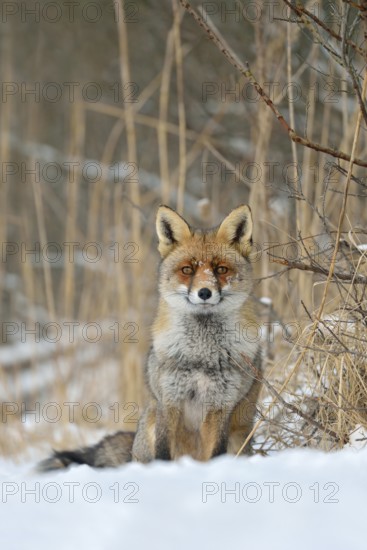 Very well-behaved... Red fox (Vulpes vulpes) in winter, sits spellbound at the edge of a hedge in the snow, direct eye contact, waits, seems indecisive, typical behaviour, beautiful strong adult animal in dense long-haired winter coat, native nature, North Holland, Western Europe