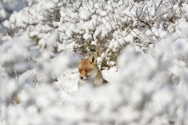 Hidden between bushes... Red fox (Vulpes vulpes) in the high snow, a winter fairy tale, native nature, Germany, Western Europe