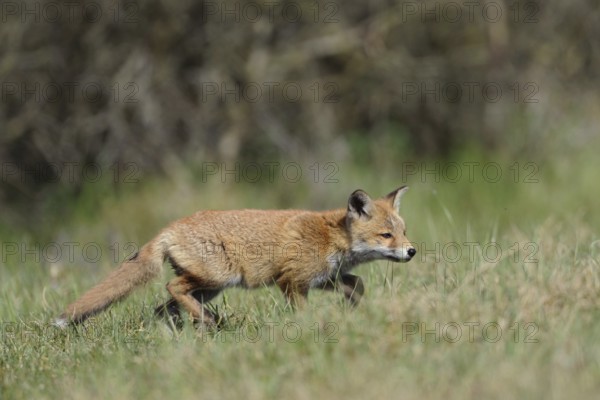 Young fox... Red fox (Vulpes vulpes), fox pup, young fox, young exploring the environment, native nature, Lower Rhine, North Rhine-Westphalia, Germany, Western Europe