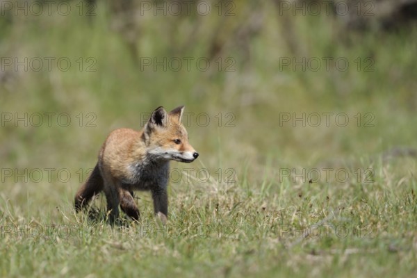 Young fox... Red fox (Vulpes vulpes), adolescent young fox exploring its habitat curiously and playfully, but always attentively, native nature, North Rhine-Westphalia, Germany, Western Europe