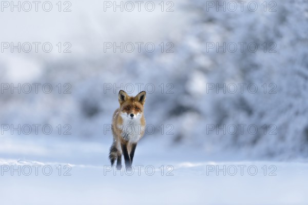 Winter wonderland... Red fox (Vulpes vulpes) runs through a snow-covered landscape along the edge of the forest directly towards the camera, frontal shot, great landscape, environment, native nature, Germany, Western Europe